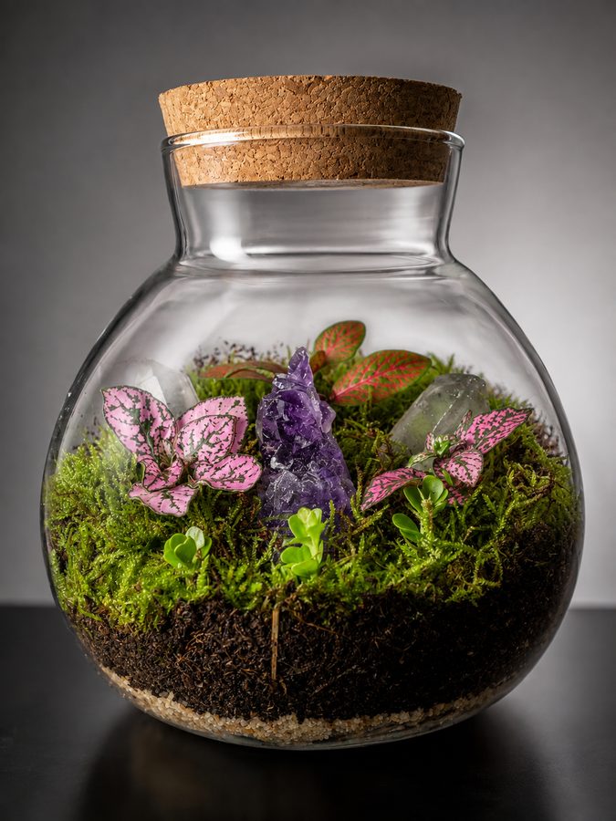 Sprout terrarium